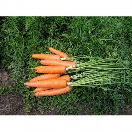 Лагуна F1 семена моркови Нантес (прайм.)