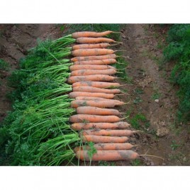 Лагуна F1 семена моркови Нантес (1,6-1,8)