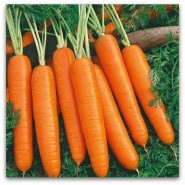 Вита Лонга семена моркови Флакке (Bejo) поздний