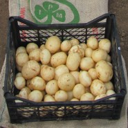 Орла — ультраранний сорт семенного картофеля 1 репродукции