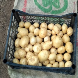 Саванна - среднеспелый сорт семенного картофеля 1 репродукции 