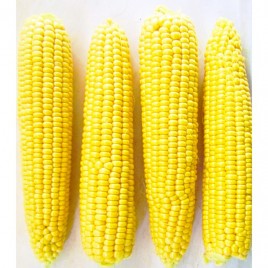 ЛС 779 (LS 779) F1 семена кукурузы суперсладкой 