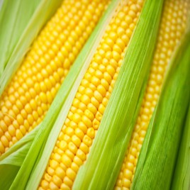 ЛС 889 (LS 889 F1) семена кукурузы суперсладкой 