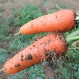 Абако F1 семена моркови Шантане (1,6-1,8)