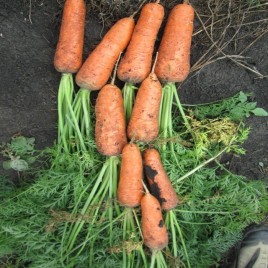 Абако F1 семена моркови Шантане (1,8-2,0)