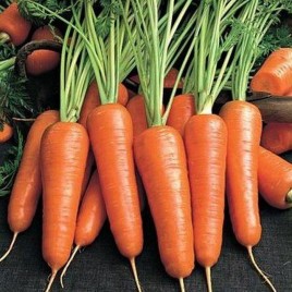Абако F1 семена моркови Шантане (2,0-2,2)  (Seminis)