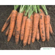 Бангор F1 семена моркови Берликум PR (1,6-1,8 мм) 