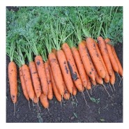 Бангор F1 семена моркови Берликум PR (1,8-2,0 мм) 
