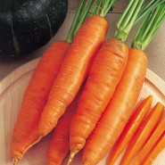 Бангор F1 семена моркови Берликум PR (2,0-2,2 мм) 