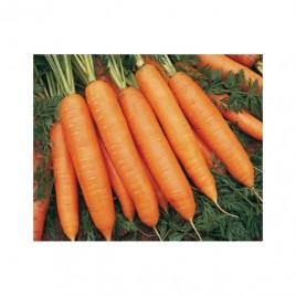 Бангор F1 семена моркови Берликум PR (2,2-2,4 мм) 