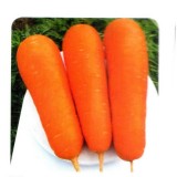 Боливар F1 семена моркови Шантане 1,6-1,8 среднеспелой