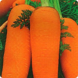 Каскад F1 семена моркови Шантане PR (1,8-2,0 мм)