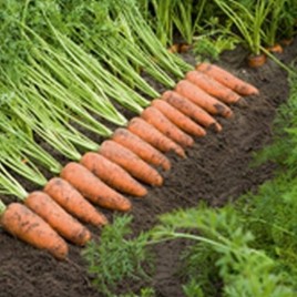 Каскад F1 семена моркови Шантане PR (2,0-2,2 мм)