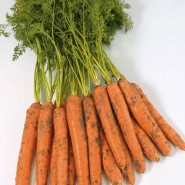 Камаран F1 семена моркови Берликум PR (1,8-2,0 мм)