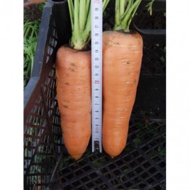Канада F1 семена моркови Шантане (1,8-2,0 мм) 