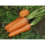 Канада F1 семена моркови Шантане (2,0-2,2 мм) PR 