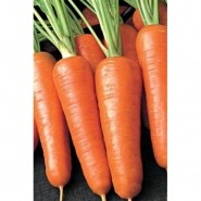 Канада F1 семена моркови Шантане (2,2-2,4 мм) PR 