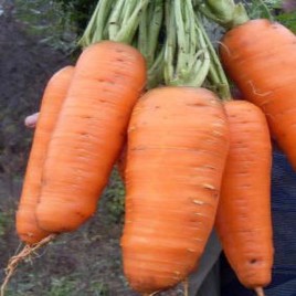 Кантербюри F1 семена моркови Шантане (1,8-2,0 мм) PR