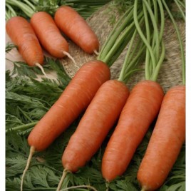 Карини семена моркови Шантане (Bejo) ранний сорт