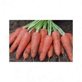 Кордоба F1 семена моркови Шантане PR (1,6-1,8 мм)