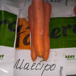 Маэстро F1 семена моркови Нантес  (Vilmorin)